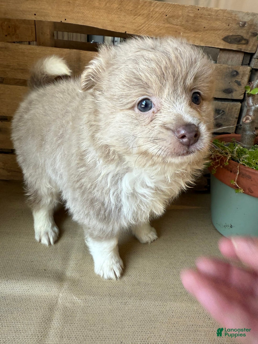 Pomeranian dogs for sale: Alex - Image 4