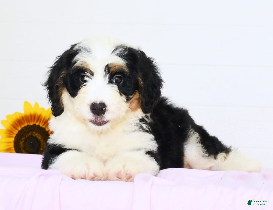 Mini Bernedoodle dogs for sale: Joy - Image 2