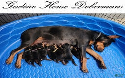 Doberman Pinscher dogs for sale: Yellow Collar Female - Image 11