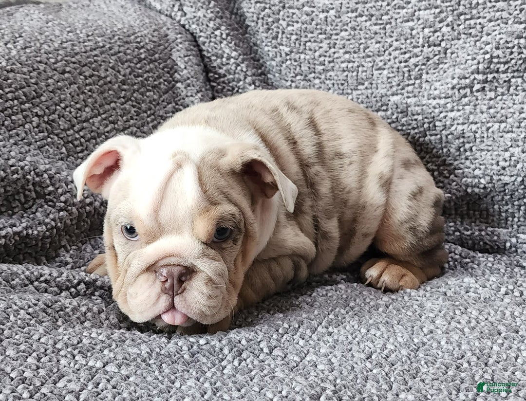 English Bulldog dogs for sale: Lilly - Image 3