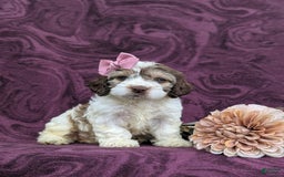 Cockapoo dogs for sale: Krystal - Image 1