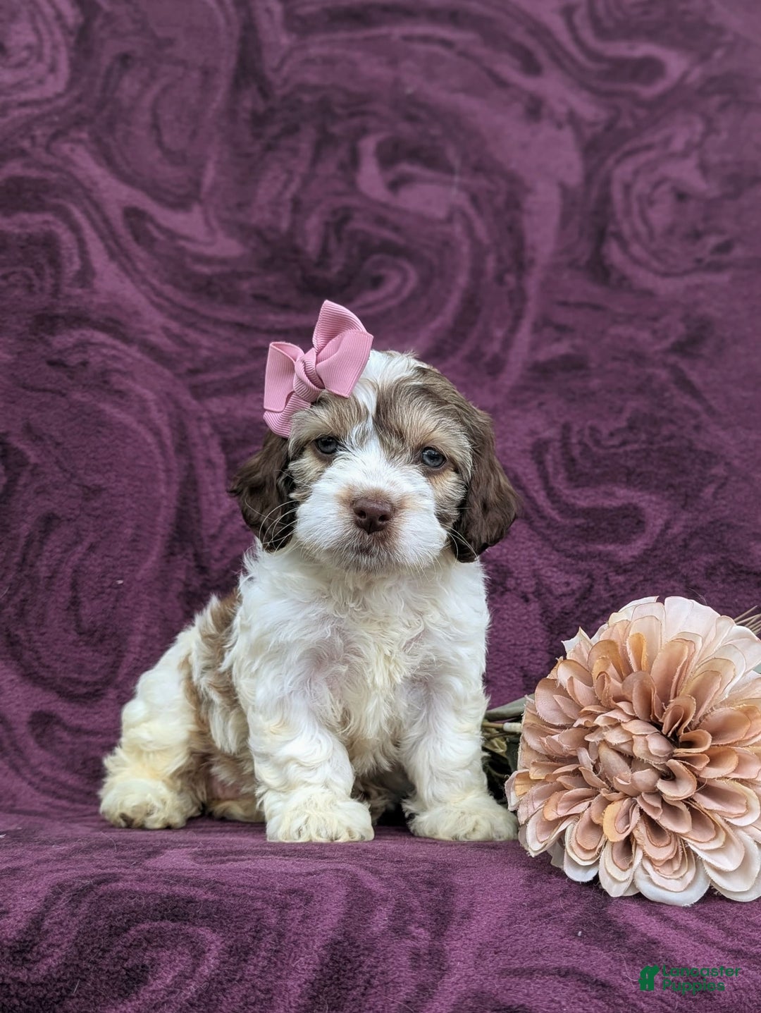 Cockapoo dogs for sale: Krystal - Image 1