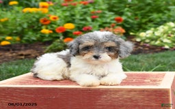 Miniature Poodle dogs for sale: Nova - Image 1