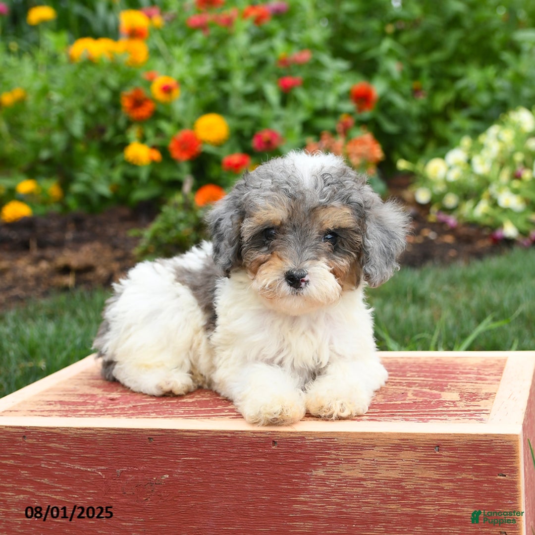 Miniature Poodle dogs for sale: Nova - Image 1