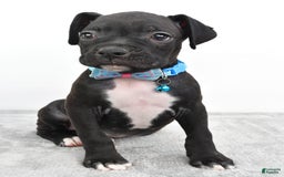 Boxer dogs for sale: Rexton - Image 6