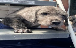 Great Dane dogs for sale: Pirate - Image 4