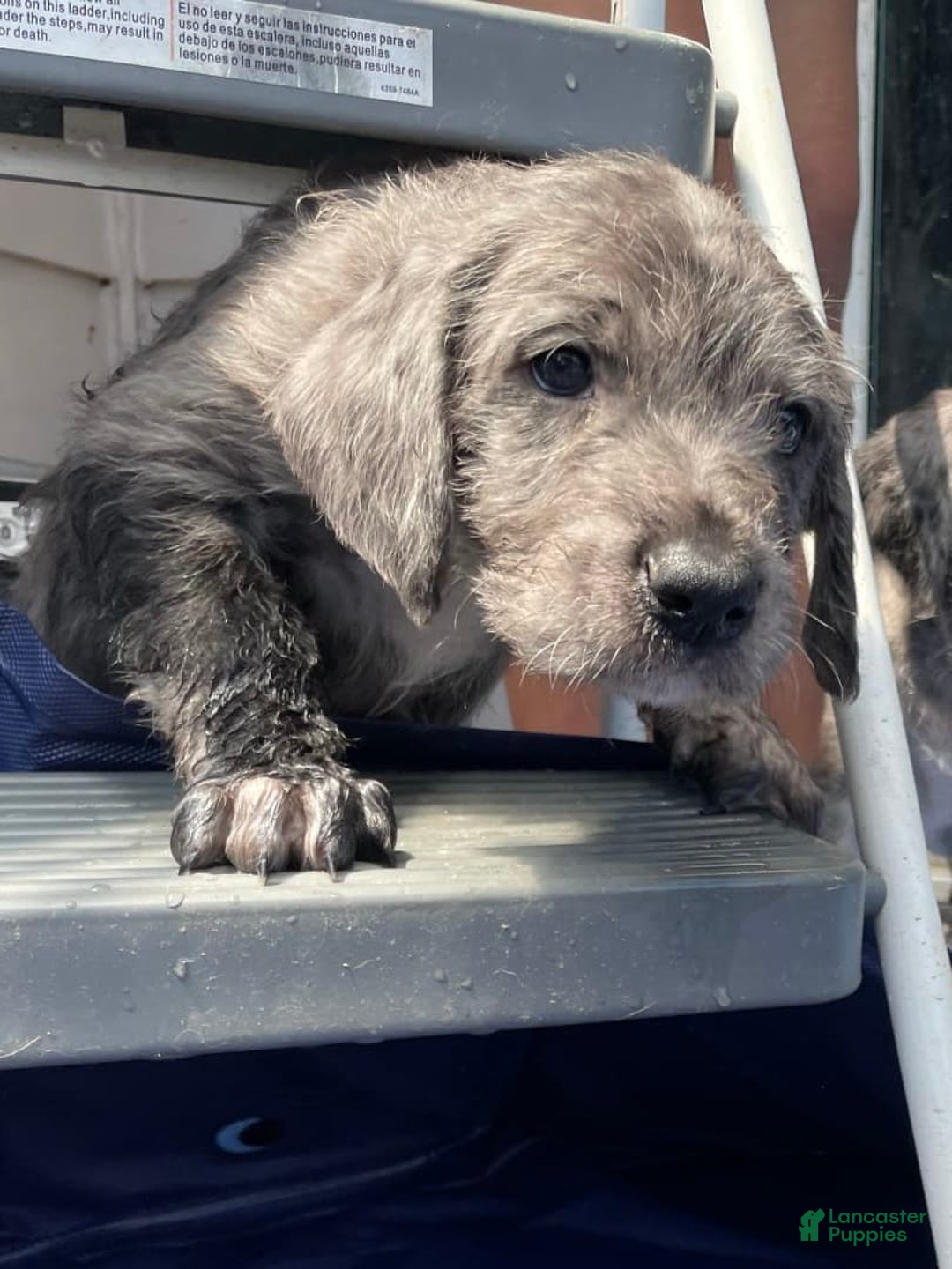 Great Dane dogs for sale: Pirate - Image 4