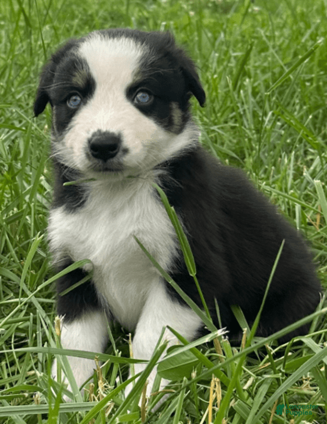 Australian Shepherd dogs for sale: Alejandro-ollie - Image 1