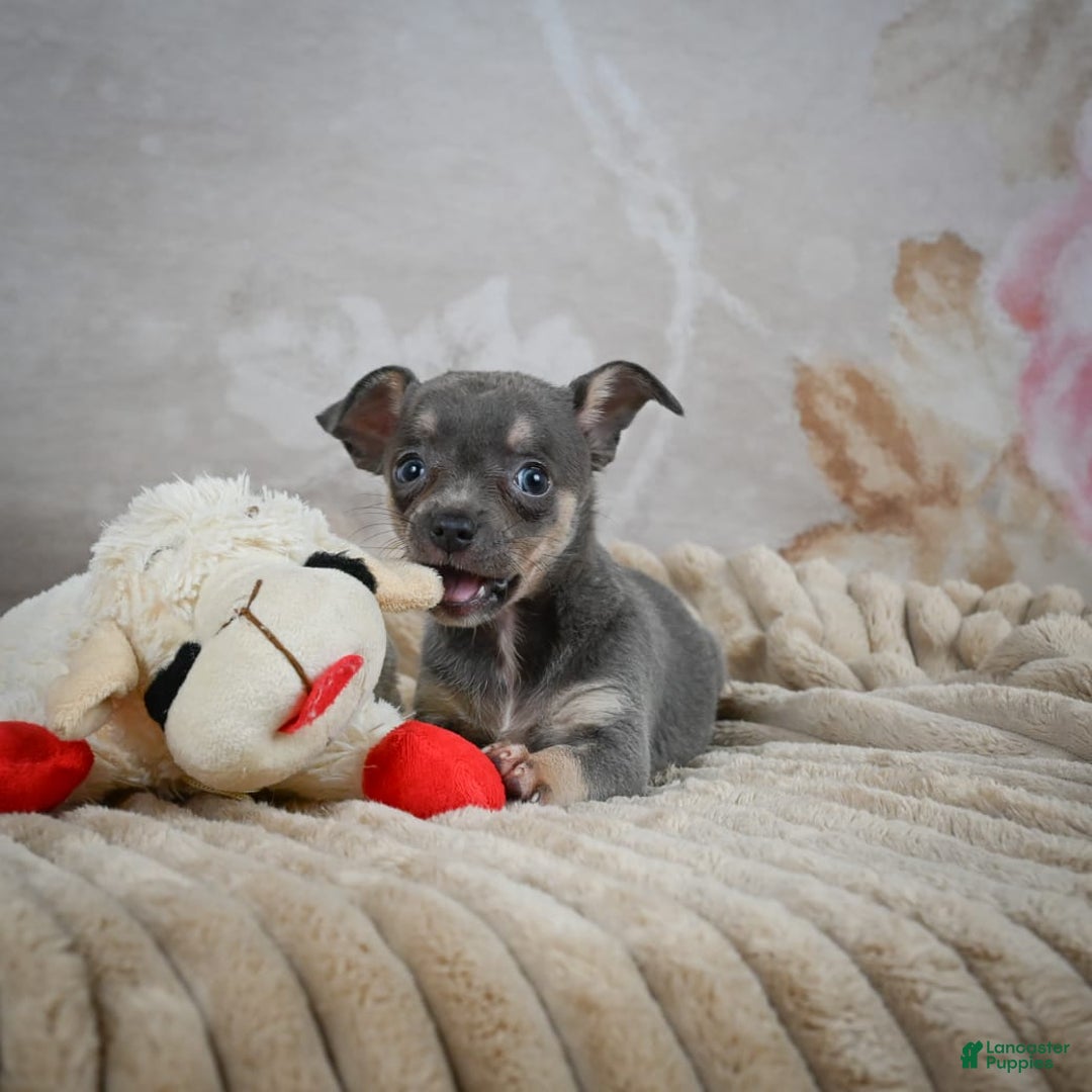 Chihuahua dogs for sale: Sally - Image 3