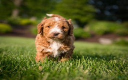 Goldendoodle dogs for sale: Janelle - Image 4