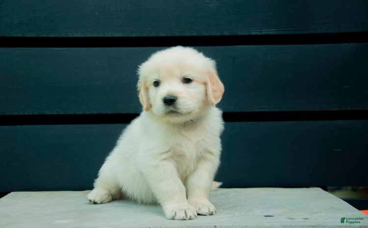 Golden Retriever dogs for sale - Ad 5