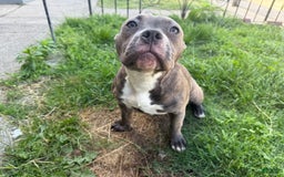 American Pit Bull Terrier dogs for sale: Cici - Image 3