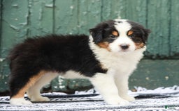 Australian Shepherd dogs for sale: Boston - Image 6