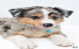 Australian Shepherd dogs for sale: Ronnie - Image 3