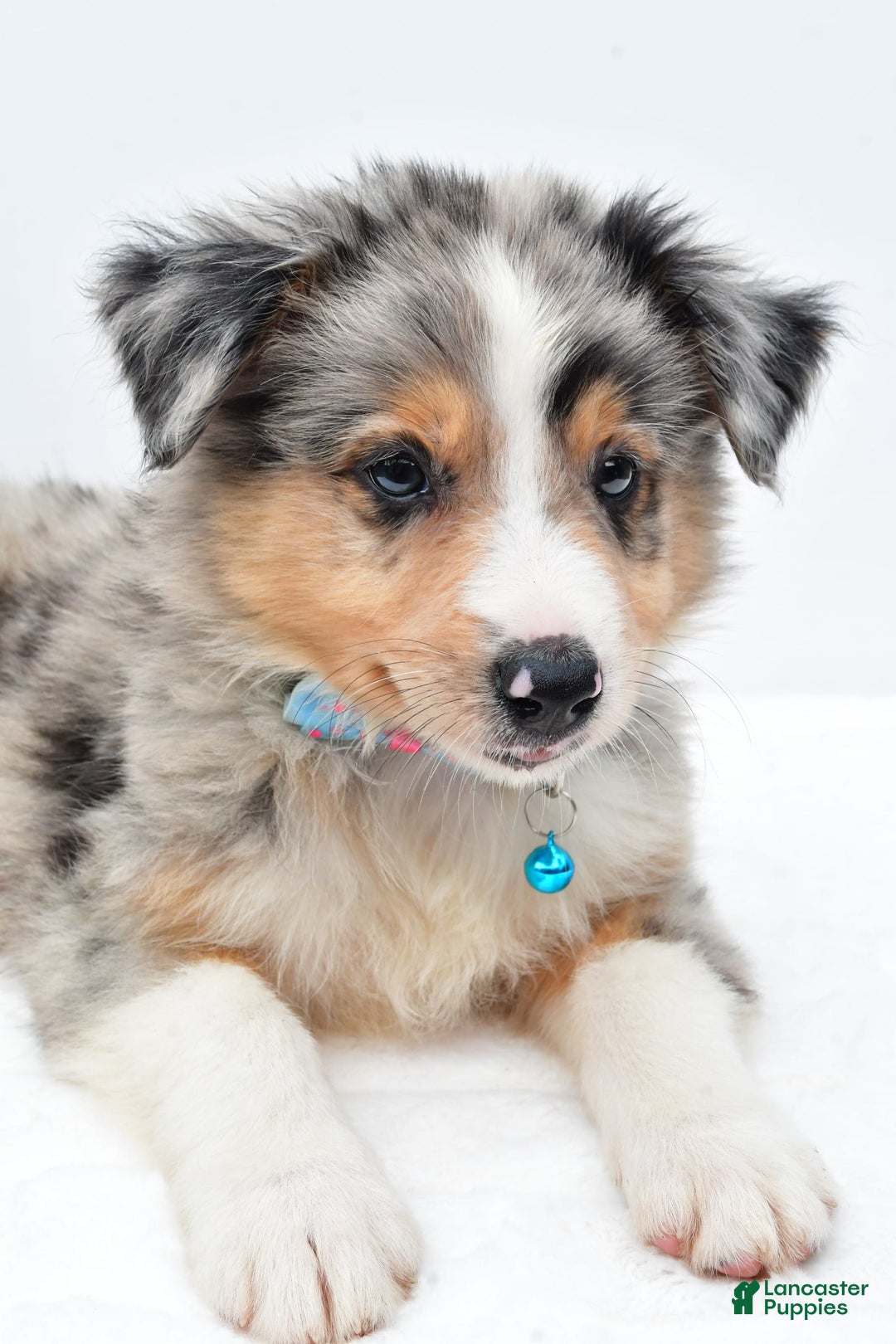 Australian Shepherd dogs for sale: Ronnie - Image 3