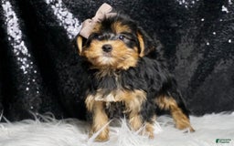 Morkie dogs for sale: Tucket - Image 5