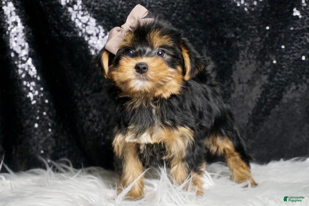 Morkie dogs for sale: Tucket - Image 5