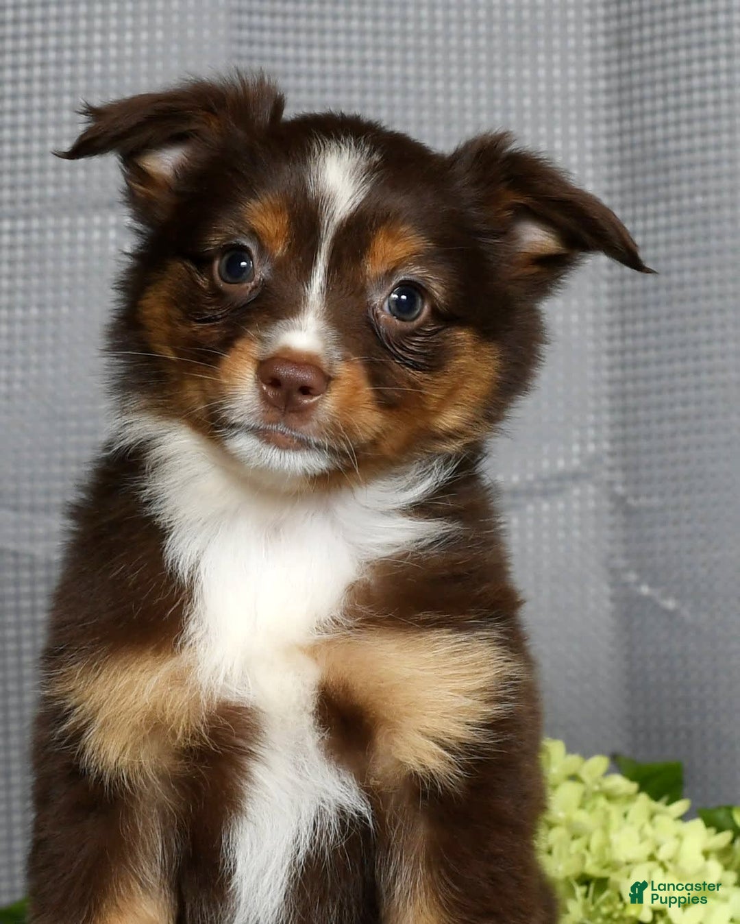 Miniature Australian Shepherd dogs for sale: Ariel - Image 9