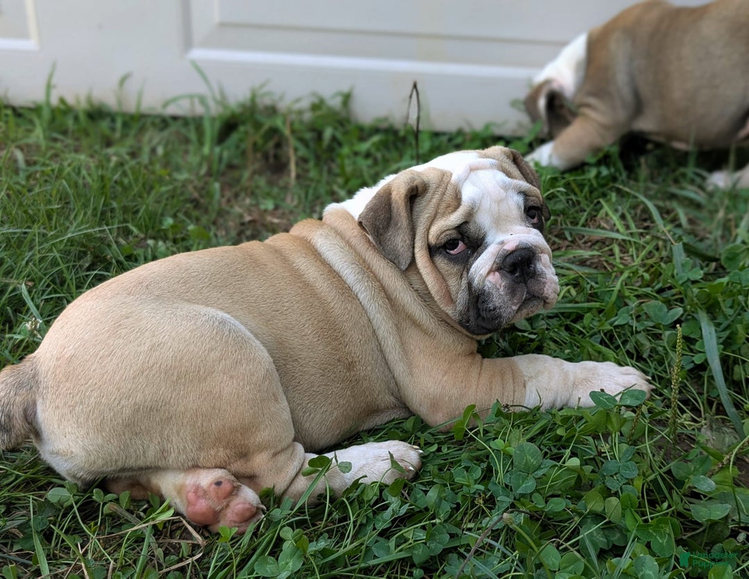Olde English Bulldogge dogs for sale: Gillian - Image 17
