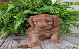 Goldendoodle dogs for sale: Ben - Image 35