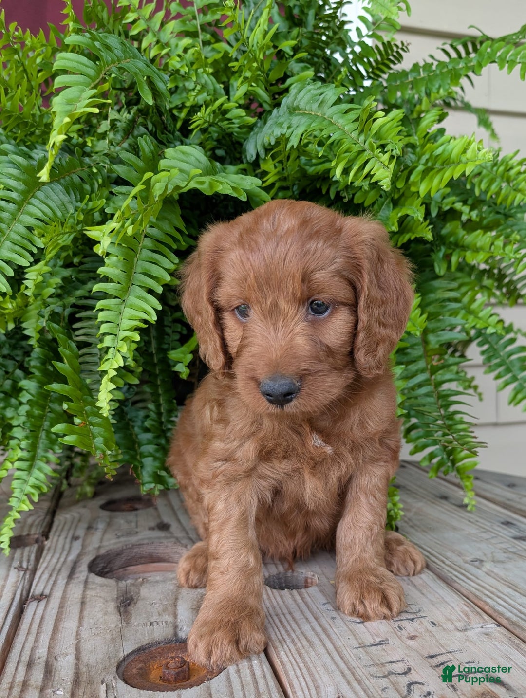 Goldendoodle dogs for sale: Ben - Image 35