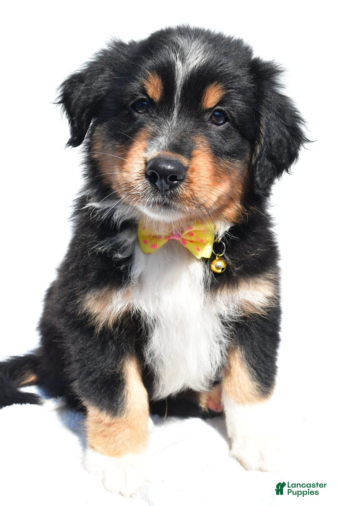 Miniature Australian Shepherd dogs for sale: Miniature Australian Shepherd 7 puppies - Image 14