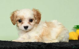 Cavachon dogs for sale: Marshmallow - Image 5
