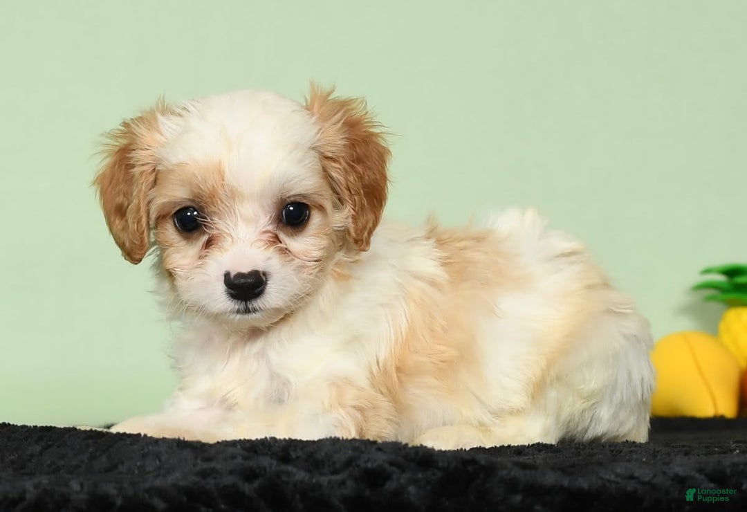 Cavachon dogs for sale: Marshmallow - Image 5