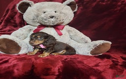 Miniature Dachshund dogs for sale: CANDY - Image 2