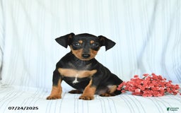 Miniature Pinscher dogs for sale: Barkley - Image 1