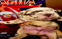 French Bulldog dogs for sale: Sky - Image 4