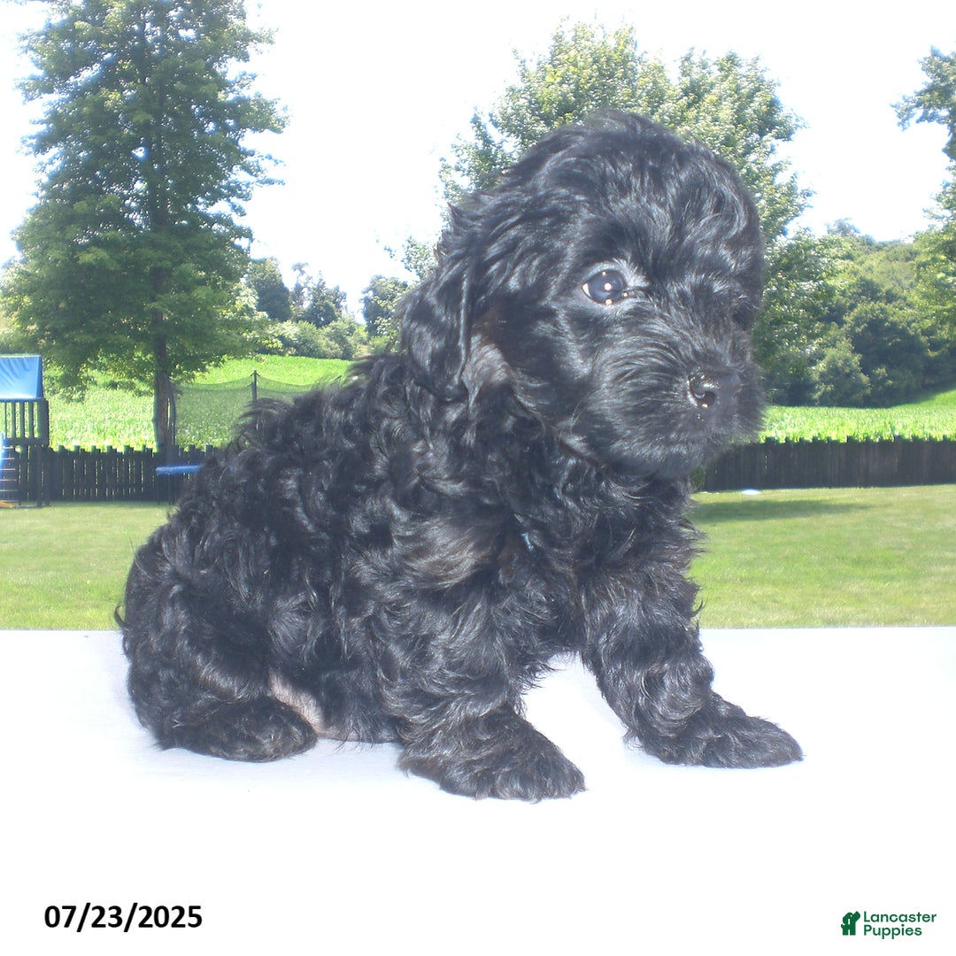 Yorkiepoo dogs for sale: Mack - Image 7