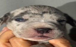 Great Dane dogs for sale: Lilly - Merle - Image 1