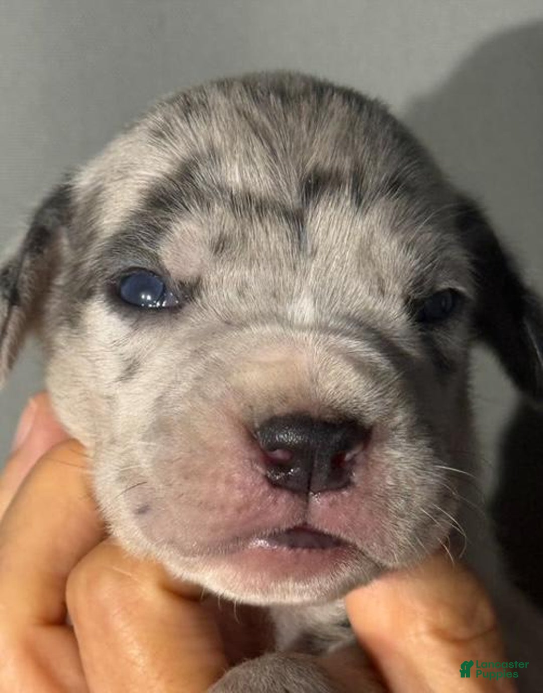 Great Dane dogs for sale: Lilly - Merle - Image 1