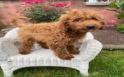 Mini Goldendoodle dogs for sale: Lisa - Image 2