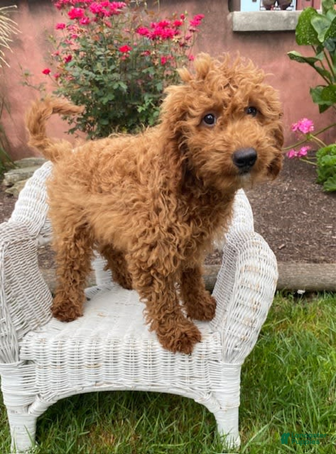 Mini Goldendoodle dogs for sale: Lisa - Image 2