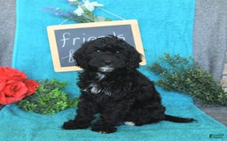 Miniature Poodle dogs for sale: Ophelia - Image 26