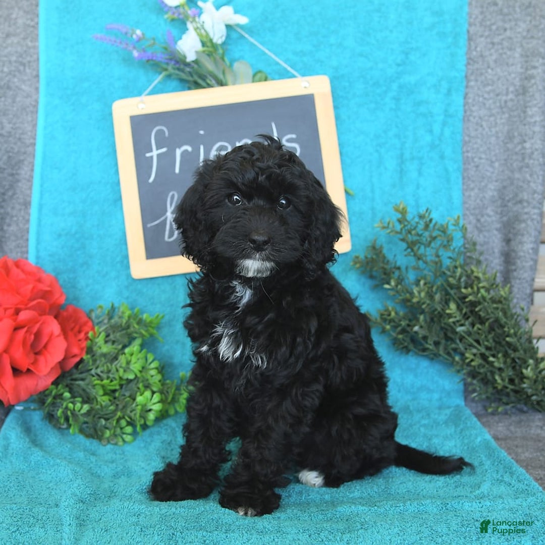 Miniature Poodle dogs for sale: Ophelia - Image 26