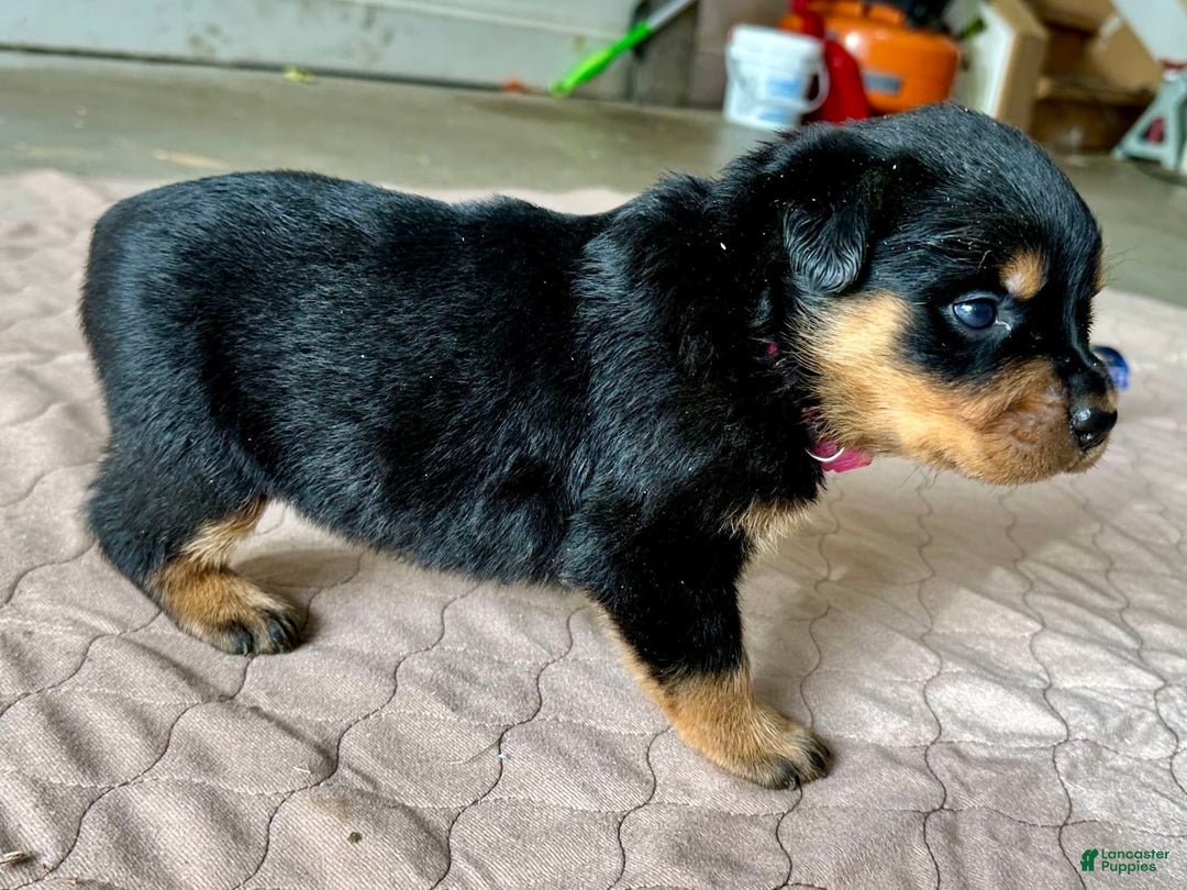 Rottweiler dogs for sale: Violet Collar - Image 2