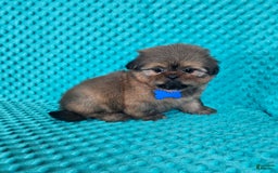Shih Tzu dogs for sale: Cooper - Image 1