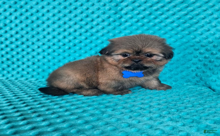 Shih Tzu dogs for sale - Ad 2