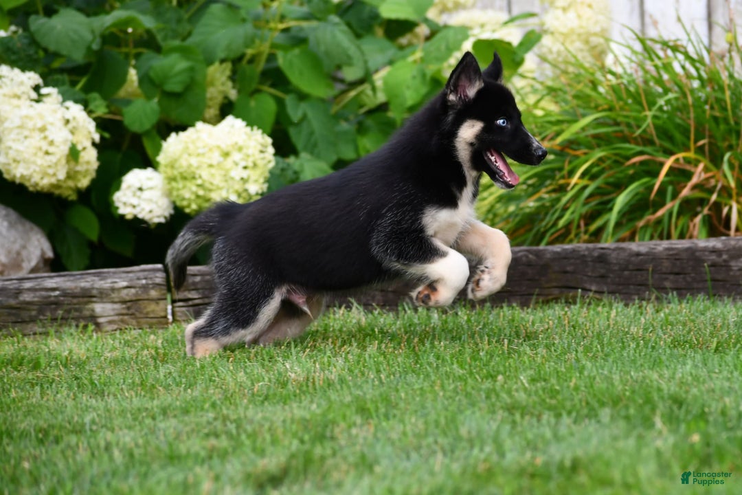 Gerberian Shepsky dogs for sale: Henry - Image 10