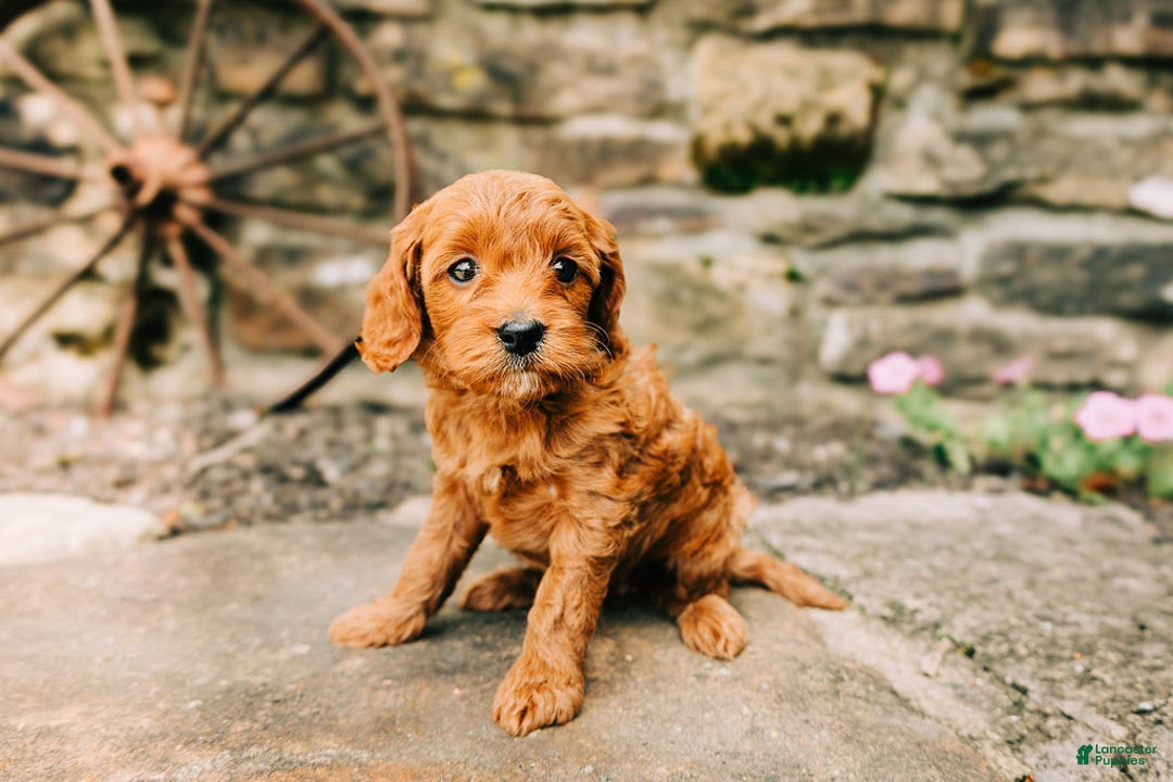 Cavapoo dogs for sale: Bruno - Image 2