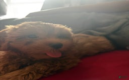Cavapoo dogs for sale: Dixie - Image 7