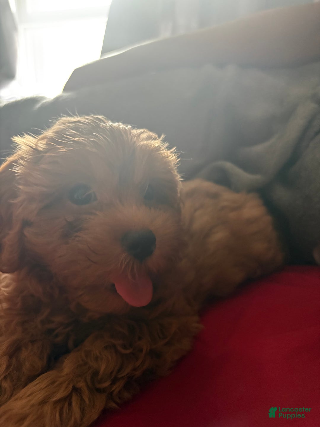 Cavapoo dogs for sale: Dixie - Image 7