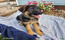German Shepherd dogs for sale: Justin - Image 1