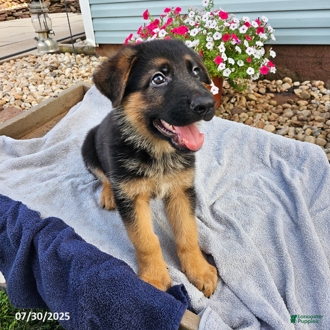 German Shepherd dogs for sale: Justin - Image 1