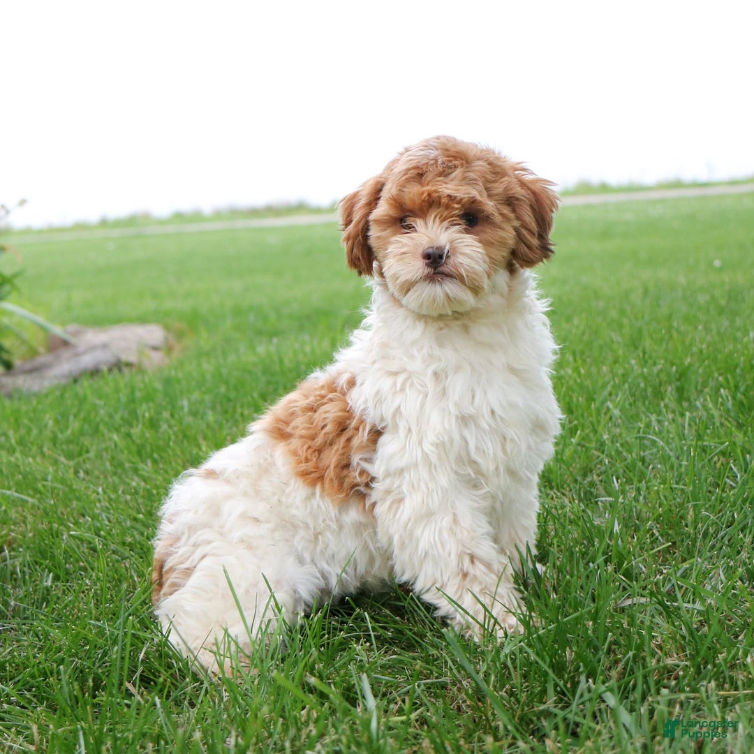 Shihpoo dogs for sale: Amy - Image 5