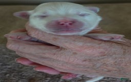 Maltese dogs for sale: Tessa - Image 9