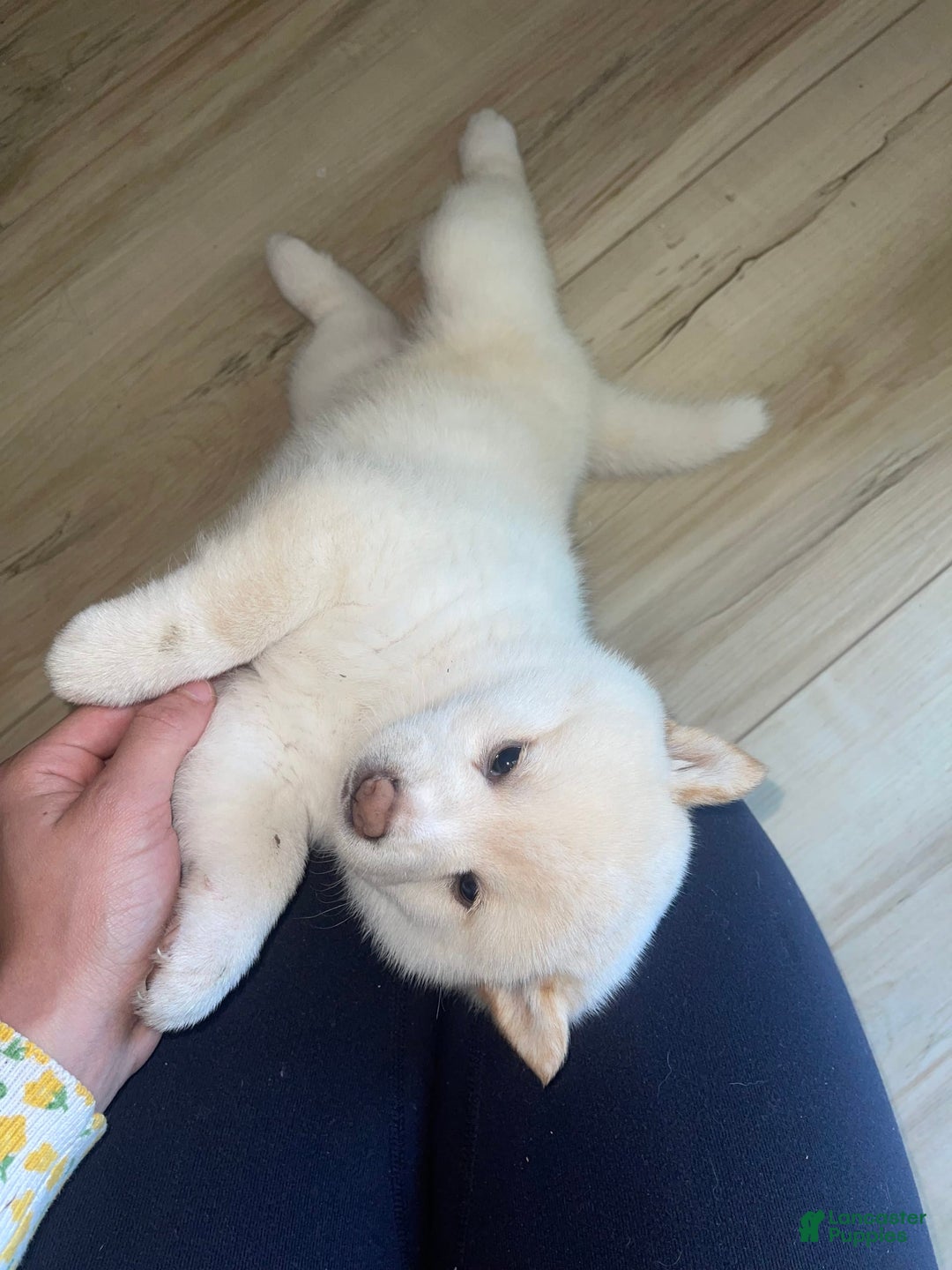 Shiba Inu dogs for sale: Paloma - Image 7